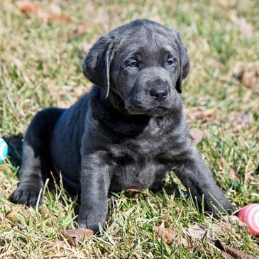 Silver charcoal hot sale lab puppies sale